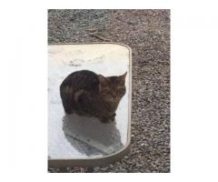 Lost grey brown male tabby cat - (bedstuy, NYC)