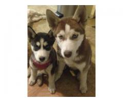 Male and female pure breed husky for sale - (Baldwin, NY)