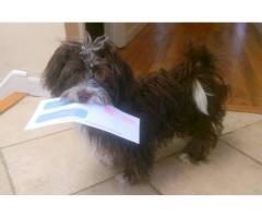 LOST DOG 8 month old male Havanese - (Somers, NY)