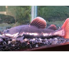 Large freshwater fish for rehoming - (babylon, NY)