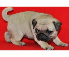 Pug Puppies for Re-homming - (NYC)