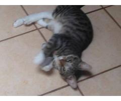 URGENT - Semi-Feral Cats Need Home Immediately - (Pomona, NY)