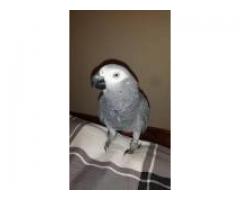 i lost a african grey congo parrot - (Upper West Side, NYC)