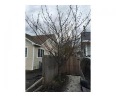 Kwanzan CHERRY TREES for Sale 16-20 feet - $100 (Oakdale, NY)