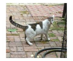 Lost cat White with Tabby markings on Face and Tail REWARD - (Bed Stuy, NYC)