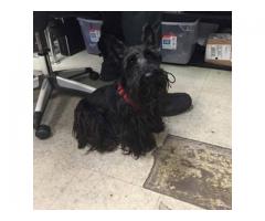 FOUND SCOTTISH TERRIER - (QUEENS, NYC)