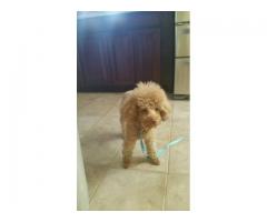 Found small tan male Poodle - (Far Rockaway Queens, NYC)