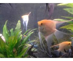 Breeding Pairs of Angel Fish for Sale - (Nassau)