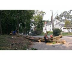 AFFORDABLE ARBORIST SERVICE in NY AREA - (NYC)
