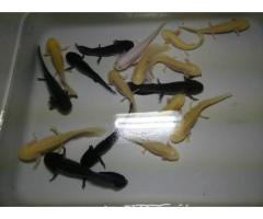 only 15 5-6" axolotls left needs a new home for them  - (brooklyn. NYC)