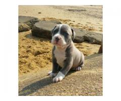 6 week old female blue bully pup for new home - (freeport, NY)