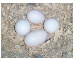 Fertile parrot eggs and parrot birds for sale.: