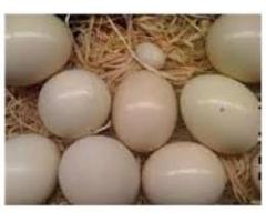 healthy Baby parrots and fertile parrot eggs for sale 310 697 7727