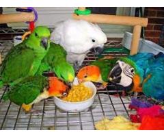 healthy Baby parrots and fertile parrot eggs for sale 310 697 7727