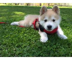 Pure Breed Husky for adoption - (Westchester, NY)