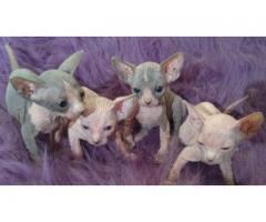 Angelic Sphynx Kittens Ready Now