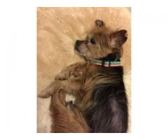 Sweetest Senior Yorkie needs permanent home - (Harlem / Morningside)