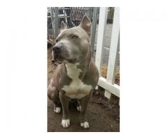 Rehoming Male Pitbull - (Westchester, NY)