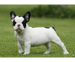 French Bulldog puppies ready for rehoming -  (Brooklyn, NYC)