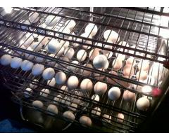 FERTILE PARROT EGGS AND BABIES FOR SALE