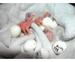 FERTILE PARROT EGGS AND BABIES FOR SALE