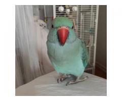 MY BABY BELLA blue bird IS STILL MISSING - (Midtown West, NYC)
