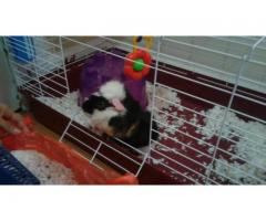 GUINEA PIG WITH CAGE AND ACCESORIES FOR REHOMING - (castle hill, Bronx, NYC)