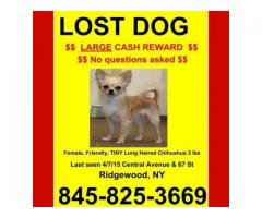 LOST DOG - (RIDGEWOOD, NY)
