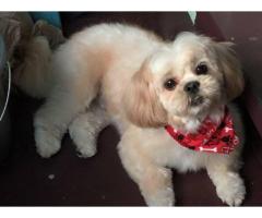 LOST DOG! WHITE SHIH TZU! Please return to owner - (Bronx, NY)