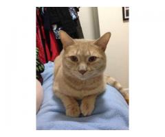 Cat missing- Orange Tiger Tabby - (37th St 24th Ave, NYC)