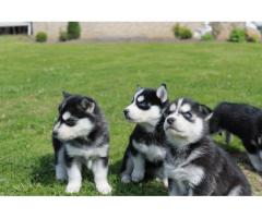 sweetie Male and female siberian husky