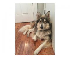 LOST DOG HUSKY MIX - (Cypress Hill Area, Brooklyn, NYC)