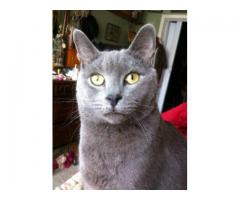LOST CAT All gray - (bensonhurst, NYC))