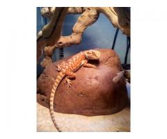 Rehoming Bearded Dragon with tank and accessories - (Staten Island, NYC)