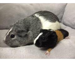 Mother and Daughter Guinea Pig for Adoption - (Brooklyn, NYC)