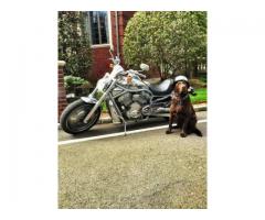 2003 Harely Davison Vrod 100th ed for trade for STREET BIKE JETBOAT - $7300 (Staten island, NYC)