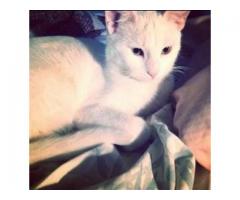 Missing Cat Ozone Park Area. Reward is 300$ - (Ozone Park, Queens, NYC)