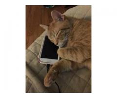 Lost orange male cat with bent tail - (Islip Terrace, NY)