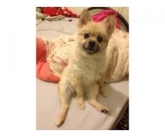 BEBE FEMALE POMERANIAN STILL MISSING 1000$ REWARD HELP BEBE GET HOME - (Union Square, NYC)