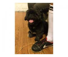 Found black dog - (Elmsford, NY)