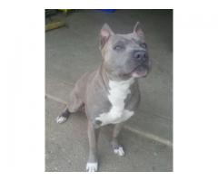 Male Pitbull Needs Home - (westchester, NY)
