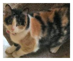 Exquisite Loca - Adorable Calico Cat For Free Adoption Supplies Incl - (Bronx, NYC)