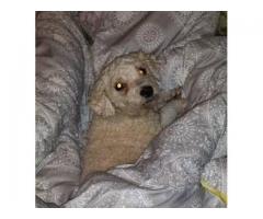 Lost Poodle Daniel - (East Flatbush, NYC)