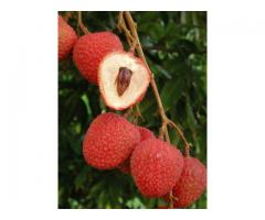 FRESH LYCHEES SHIPPED TO YOUR DOOR - (New York)