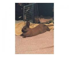 Bunny to GOOD home - (staten island, NYC)