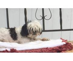 Lost Dog! Looking for small white Shit Zu with black spots - (Flushing, NY)