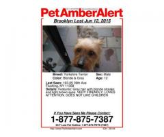 Lost Dog - Yorkshire Terrier - (193-05 39th Ave, Flushing, NY)