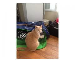 Orange Tabby CAT LOST: his name is Starito - (Bedstuy, NYC)