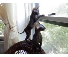 Rare black color Donksoy Sphynx kitten for good loving home - (Brooklyn, NYC)