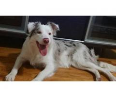 LOST white with brown spots female border collie with REWARDS! - (queens, NYC)